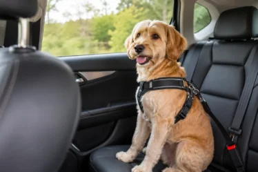 Peugeot e BYD irá usar Pets para aumentar o consumo de carros
