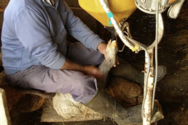 Brasil Proíbiu Produção e Venda de Foie Gras por Maus-Tratos