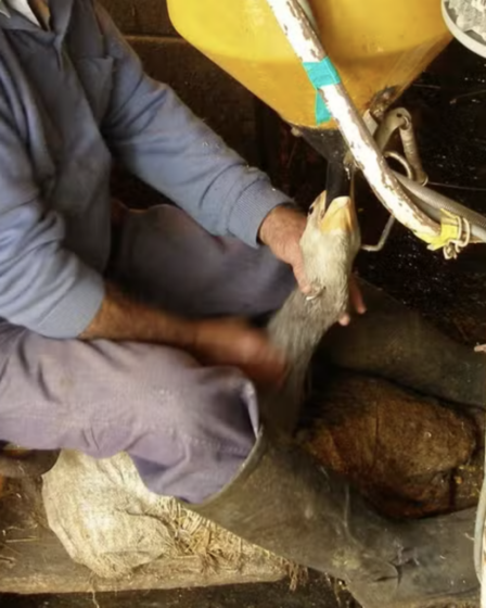 Brasil Proíbiu Produção e Venda de Foie Gras por Maus-Tratos