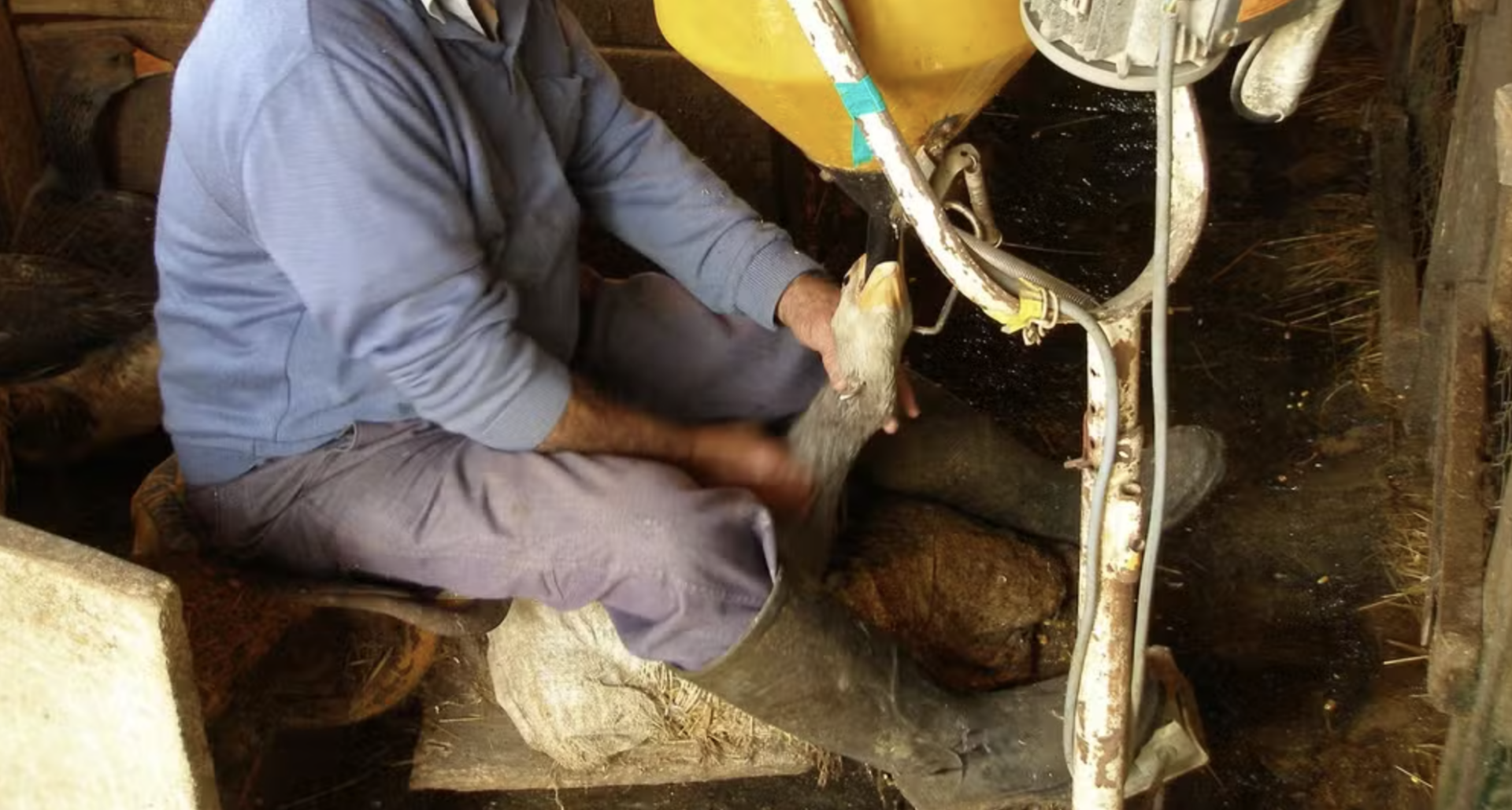 Brasil Proíbiu Produção e Venda de Foie Gras por Maus-Tratos