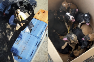Suspeito de Abandonar Filhotes foi flagrado por câmeras