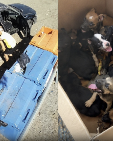 Suspeito de Abandonar Filhotes foi flagrado por câmeras