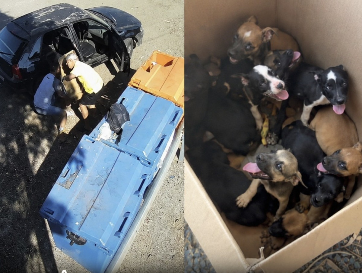 Suspeito de Abandonar Filhotes foi flagrado por câmeras