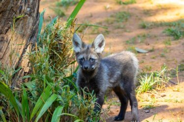 Novos Filhotes de Lobo Guará no Zoo de São Paulo