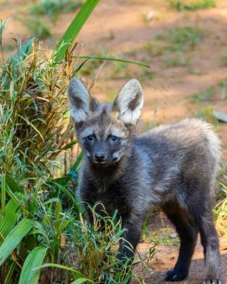 Novos Filhotes de Lobo Guará no Zoo de São Paulo