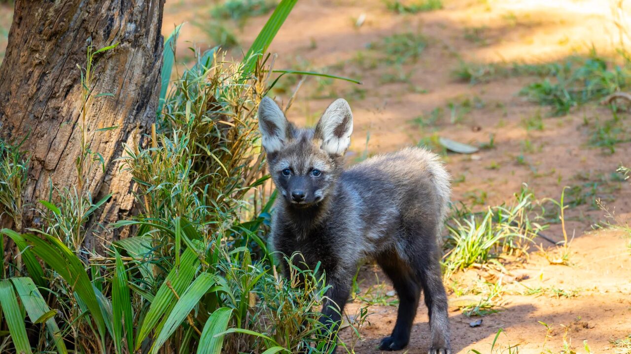 Novos Filhotes de Lobo Guará no Zoo de São Paulo
