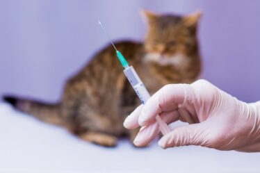 Campinas registra caso de raiva em gato em 2026