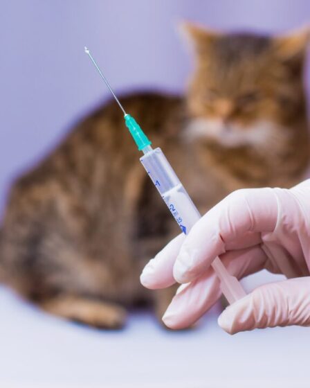 Campinas registra caso de raiva em gato em 2026