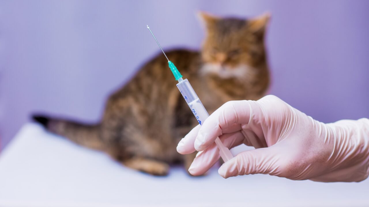 Campinas registra caso de raiva em gato em 2026