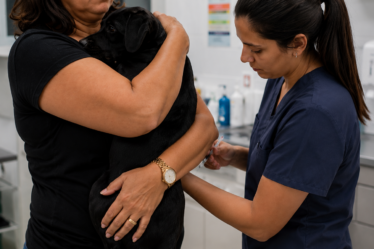POPs: Procedimentos Operacionais Padrão na Segurança Veterinária