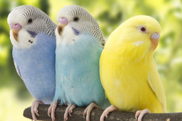 Identifique Doenças em Periquitos Australianos