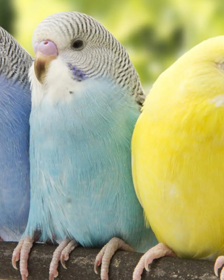 Identifique Doenças em Periquitos Australianos