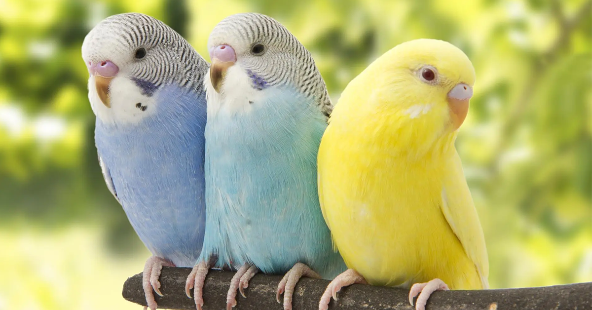 Identifique Doenças em Periquitos Australianos