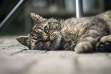 Guia Prático para cuidados com seu gato