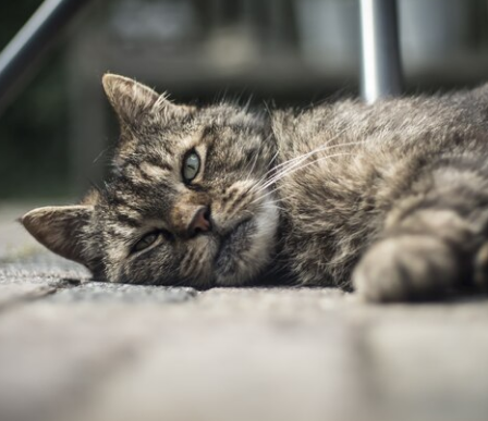 Guia Prático para cuidados com seu gato