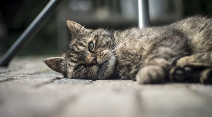 Guia Prático para cuidados com seu gato