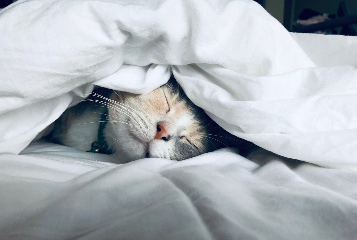 Como escolher a melhor ração para seu pet
