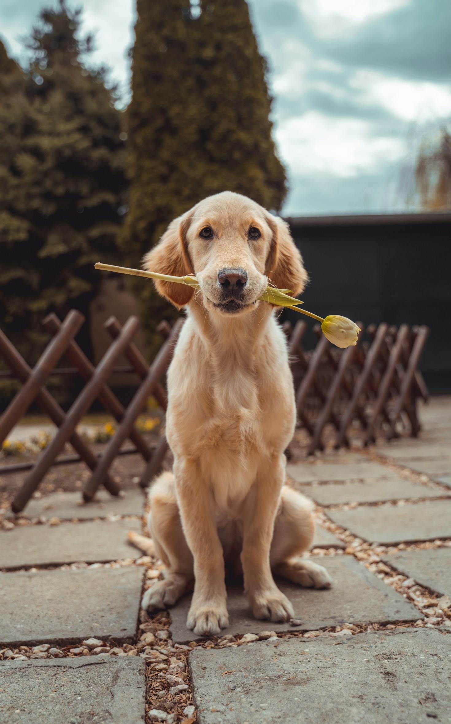 Guia de cuidados básicos para pets idosos