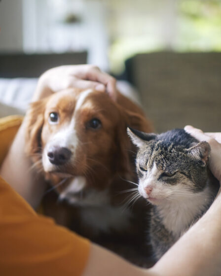Cães e Gatos estão além de meras companhias