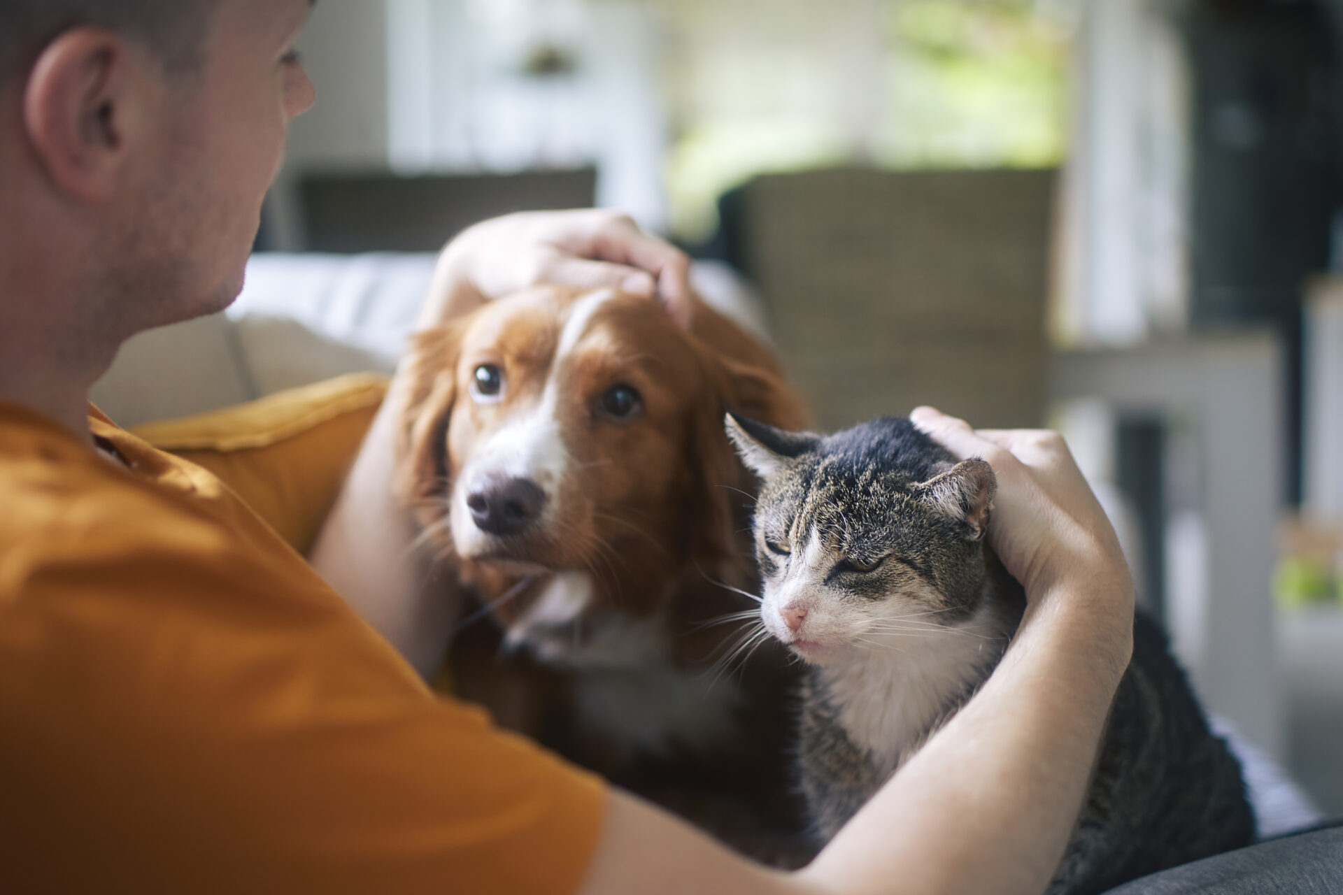 Cães e Gatos estão além de meras companhias