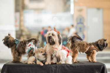 Cuidados Essenciais para levar seu pet a eventos