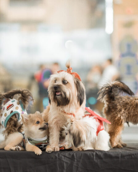 Cuidados Essenciais para levar seu pet a eventos