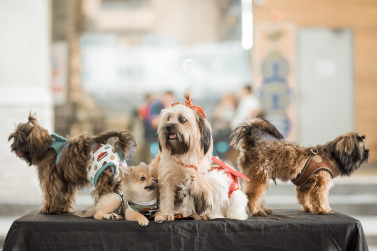 Cuidados Essenciais para levar seu pet a eventos