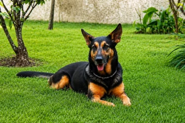 Você já se perguntou se o seu pet é realmente feliz?