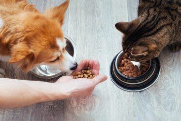 Importância da Suplementação caseira para os Pets