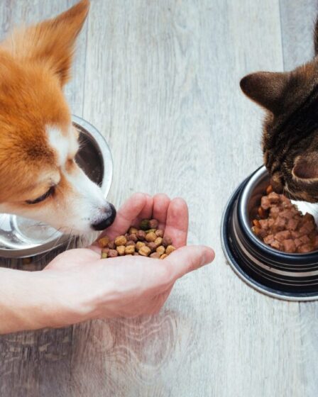 Importância da Suplementação caseira para os Pets
