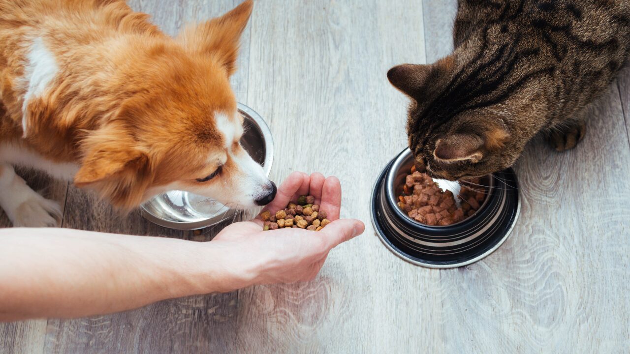 Importância da Suplementação caseira para os Pets