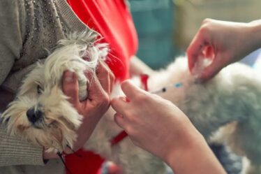 Casos mortais de raiva canina foram registrados recentemente em São João da Boa Vista, SP, e no Lago Norte, DF.