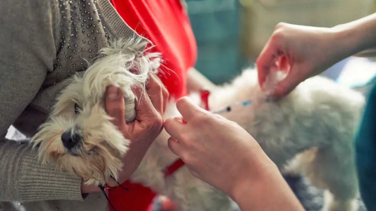 Casos mortais de raiva canina foram registrados recentemente em São João da Boa Vista, SP, e no Lago Norte, DF.