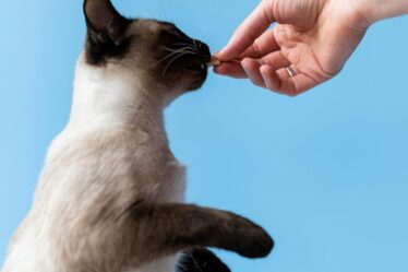 Longevidade em Pets: Tratamentos Inovadores Crescem nos EUA