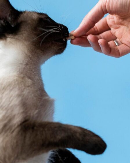 Longevidade em Pets: Tratamentos Inovadores Crescem nos EUA