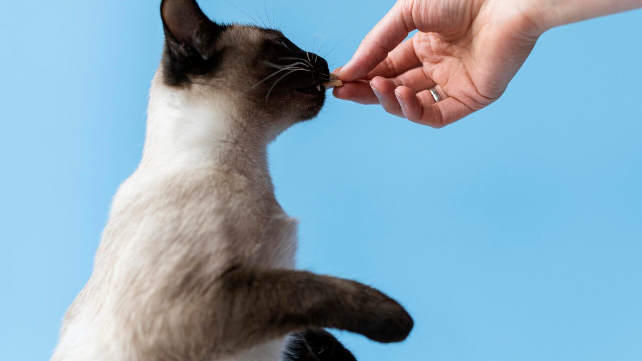 Longevidade em Pets: Tratamentos Inovadores Crescem nos EUA