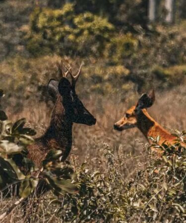 Imagens de Drones foram captadas por Drones do Veado Preto