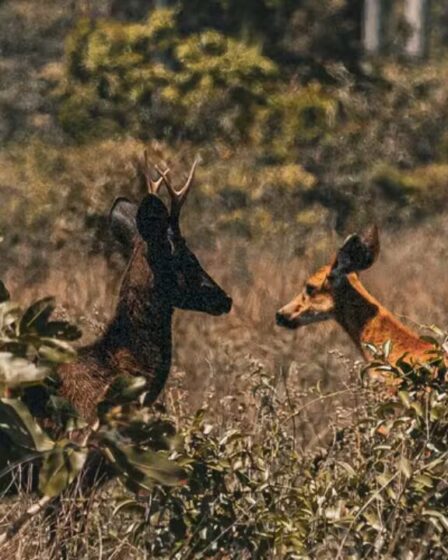 Imagens de Drones foram captadas por Drones do Veado Preto