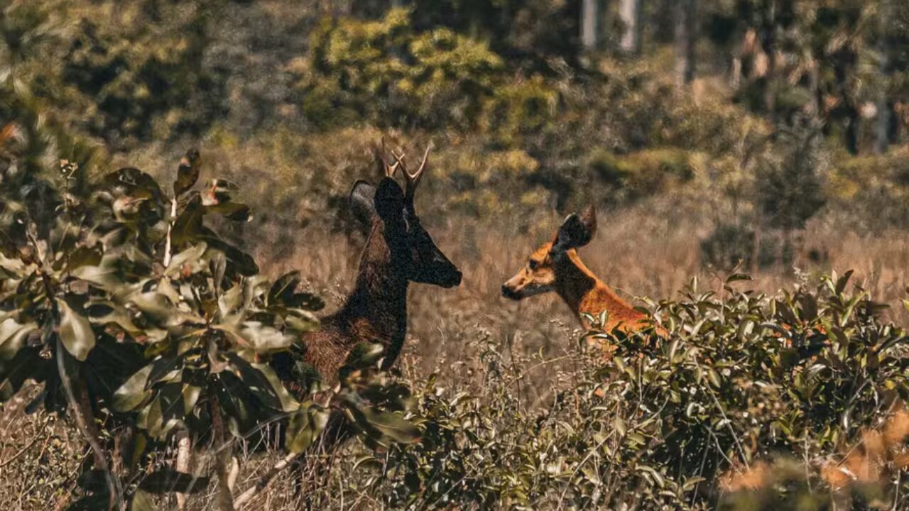 Imagens de Drones foram captadas por Drones do Veado Preto