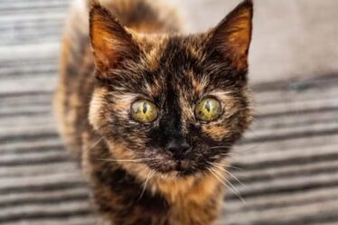 A gata Millie, uma felina britânica, acaba de completar 31 anos