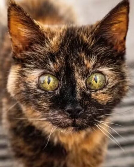 A gata Millie, uma felina britânica, acaba de completar 31 anos