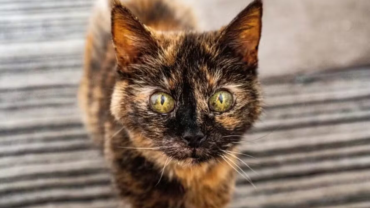 A gata Millie, uma felina britânica, acaba de completar 31 anos