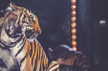Proibição de Animais em Circos na Hungria