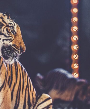 Proibição de Animais em Circos na Hungria