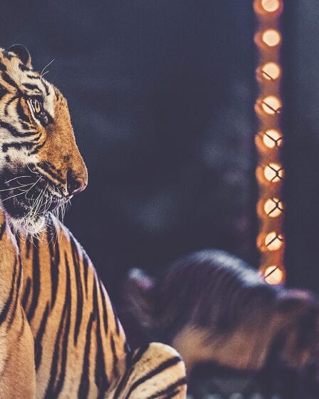 Proibição de Animais em Circos na Hungria