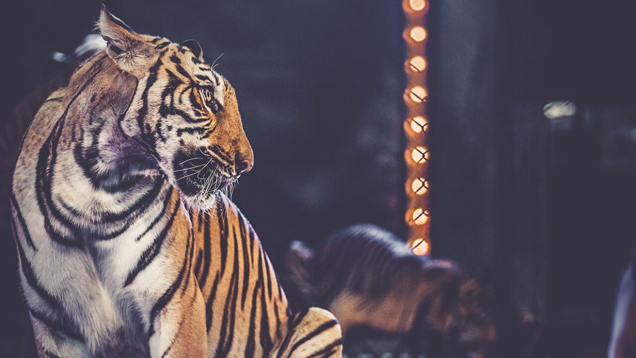Proibição de Animais em Circos na Hungria