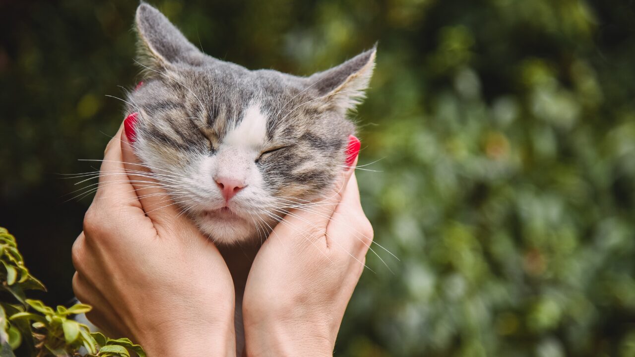 Hoje 08-04-2026 se comemora o Dia Internacional do Gato