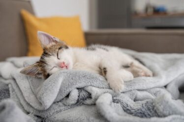 Porquê Gatos Dormem Tanto