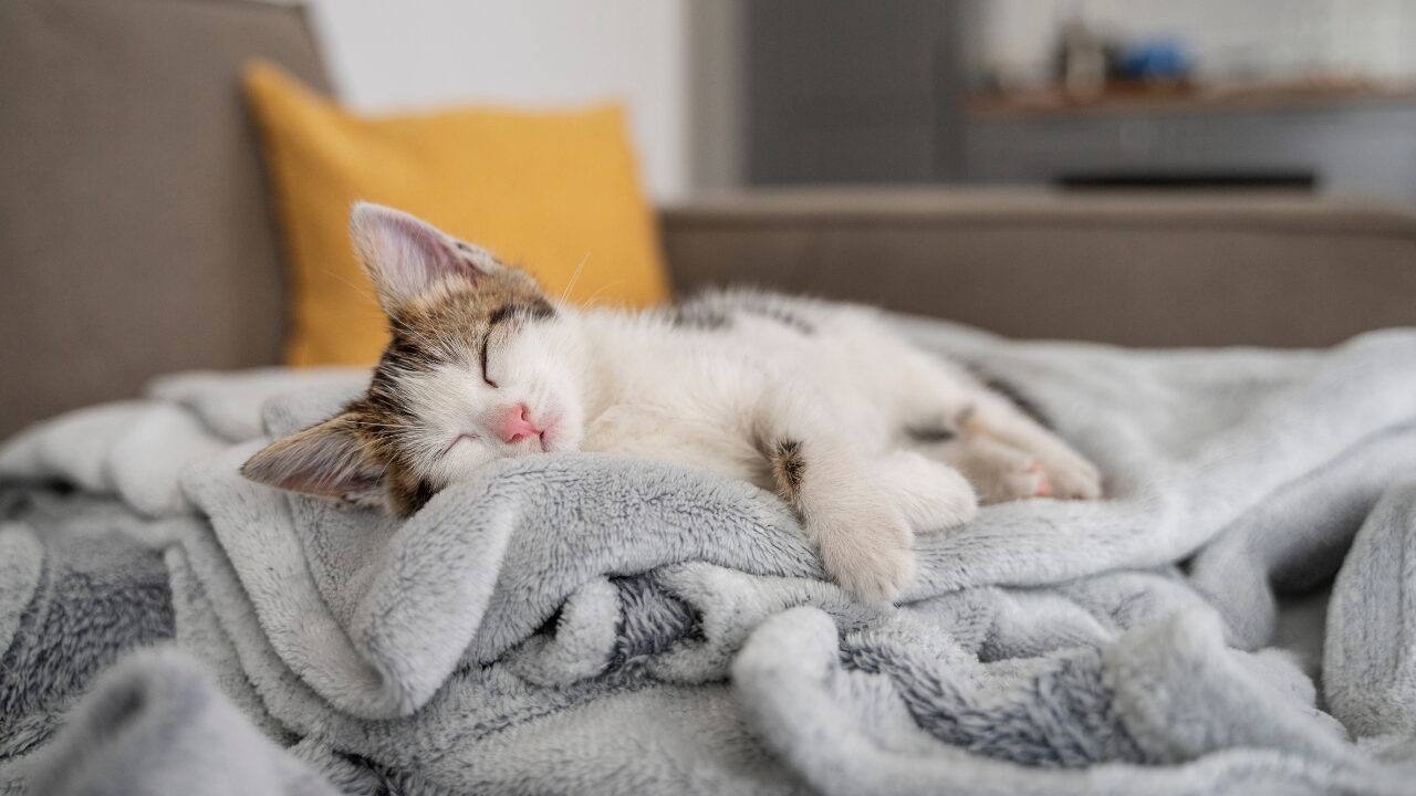 Porquê Gatos Dormem Tanto