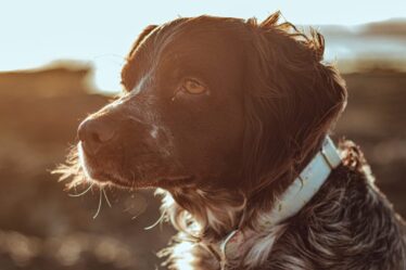 O Dia Muncial do Cão será comemorado em 26 de Agosto
